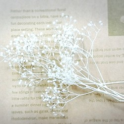 かすみ草   ホワイト　プリザーブド 蕾タイプ 1枚目の画像