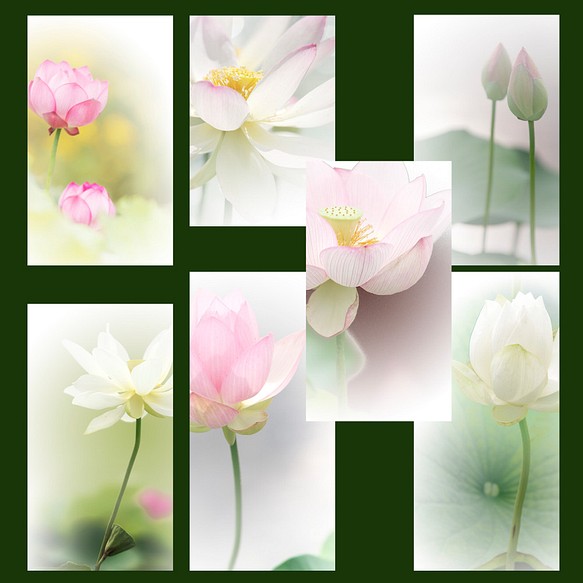 一筆箋 蓮 夏の水辺に咲く蓮の花の写真を使った一筆箋 カード レター 花のささやき 通販 Creema クリーマ ハンドメイド 手作り クラフト作品の販売サイト