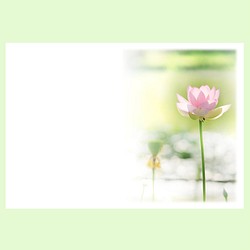蓮田に咲いたピンクの蓮のお手紙セット 1枚目の画像