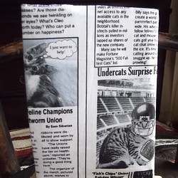猫の英字新聞のコミック本カバー 1枚目の画像