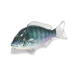 魚全身アクセサリー/ホールフィッシュストラップ（クロダイ） 1枚目の画像