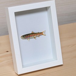 魚藝術/魚架（山目鱒魚） 第1張的照片