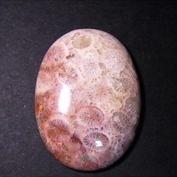 フォシルコーラル（珊瑚化石）・１（36×26×6.6mm） 1枚目の画像