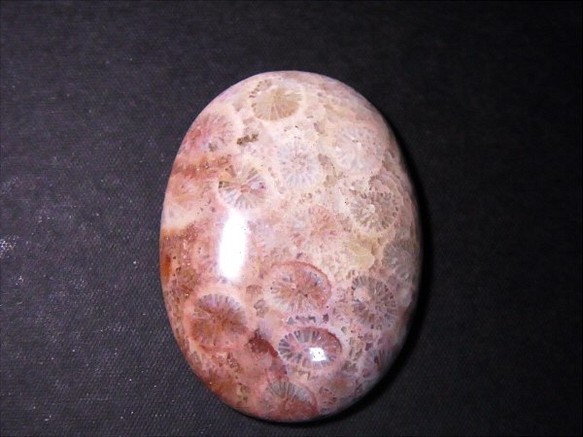 フォシルコーラル（珊瑚化石）・１（36×26×6.6mm） 1枚目の画像