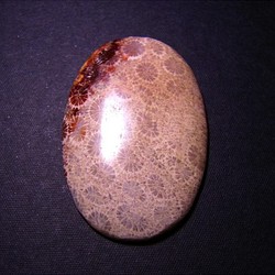フォシルコーラル（珊瑚化石）・２（37×24×4.6mm） 1枚目の画像