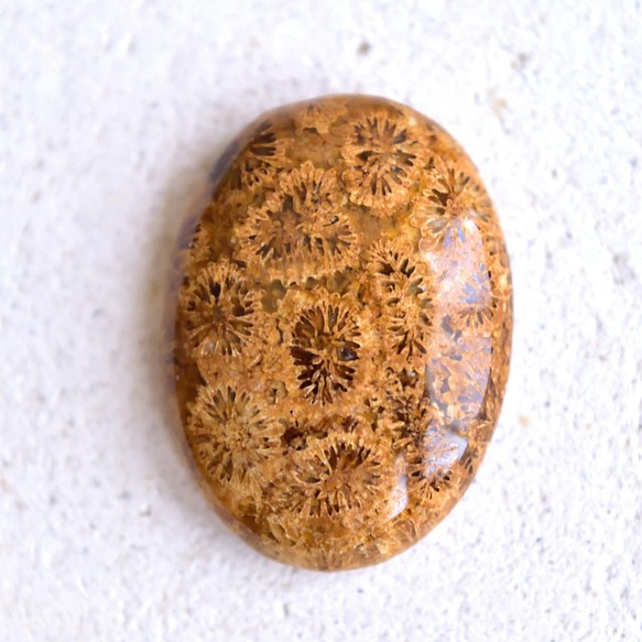 フォッシル・コーラル　栗きんとん　21.3cts./ 化石珊瑚・ルース 1枚目の画像