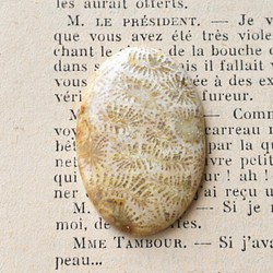 フォッシル・コーラル　Antique　50.8ts./ 化石珊瑚・ルース 1枚目の画像