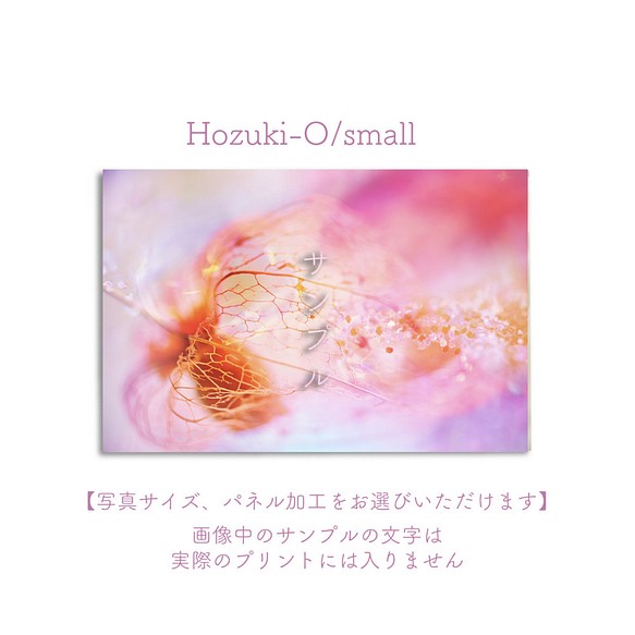 Hozuki-O/small　ポスター【写真サイズ、パネル加工をお選びいただけます】 1枚目の画像