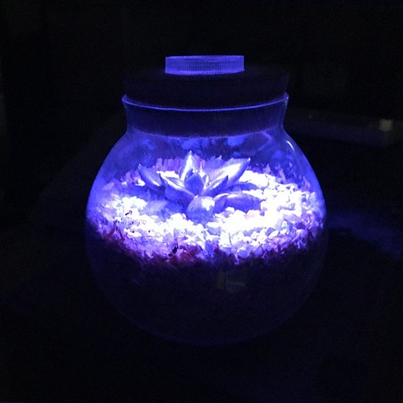 sugi+tanikuぐりーん LED Terrarium Glass 1枚目の画像