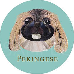 ペキニーズ／フォーン2《犬種名ステッカー/小型犬》 1枚目の画像