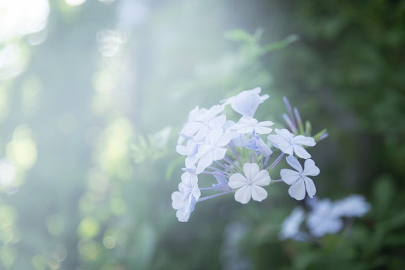 54 Off 写真のある豊かな暮らし 雅な花