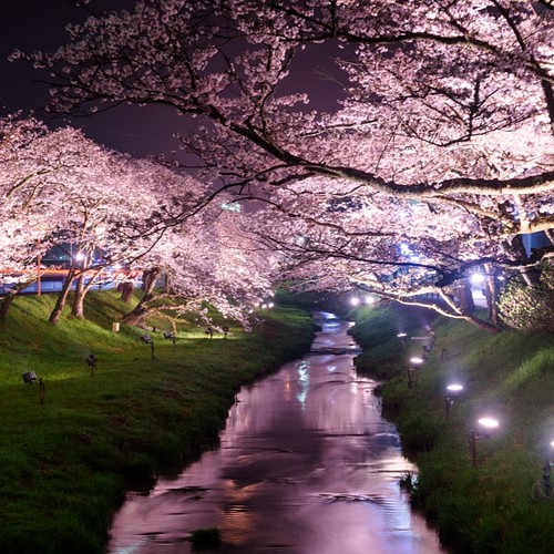 写真のある豊かな暮らし【雅夜桜】 写真・グラフィック クラシコ写真店