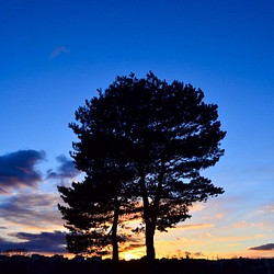 写真のある豊かな暮らし【大きな樹・夕焼け空】 1枚目の画像