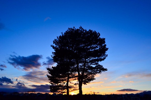 写真のある豊かな暮らし【大きな樹・夕焼け空】 1枚目の画像
