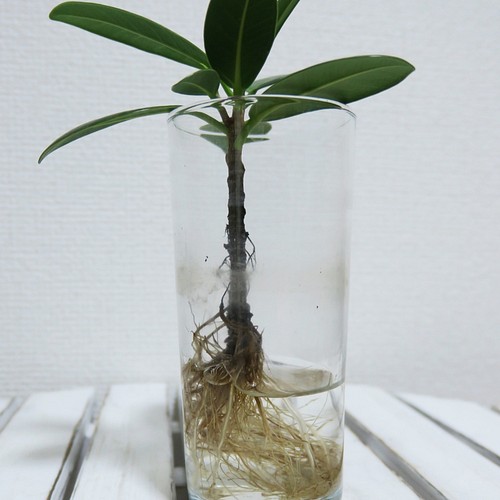 Shinobu様オーダー 観葉植物 水耕栽培 センカクガジュマル ガジュマルのみ販売 グラスは付いておりません フラワー リース しろくまつよし 通販 Creema クリーマ ハンドメイド 手作り クラフト作品の販売サイト