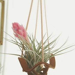 レザープランツハンギングｓサイズ コットンキャンディ 花付き 一輪挿し 花瓶 花器 Airplants Tengu Do 通販 Creema クリーマ ハンドメイド 手作り クラフト作品の販売サイト