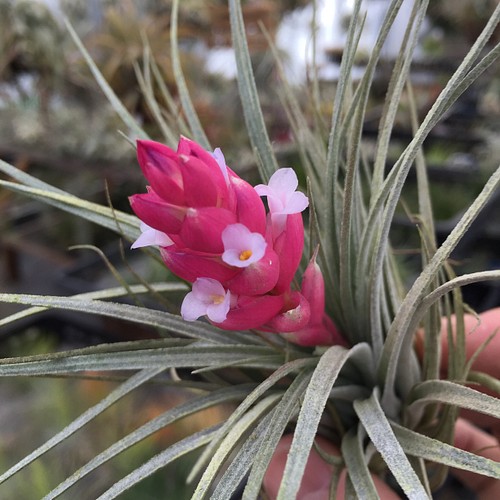 コットンキャンディー 花芽付き株 その他インテリア雑貨 Airplants Tengu Do 通販 Creema クリーマ ハンドメイド 手作り クラフト作品の販売サイト