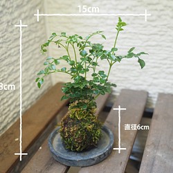 1点限り【苔玉】×【シネマトリコ】18cm置型 インテリア観葉植物 1枚目の画像