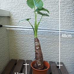 1点モノ【クワズイモ】48cm 中型 観葉植物 1枚目の画像