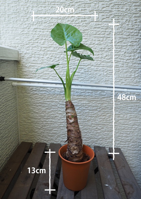 1点モノ【クワズイモ】48cm 中型 観葉植物 1枚目の画像