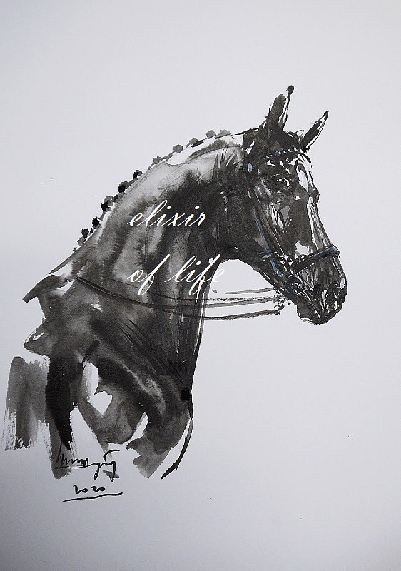 Dressage Horse（墨絵、水彩、水彩画用紙、A4） 1枚目の画像