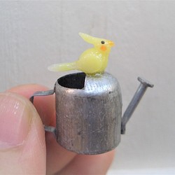 澆水雞尾鸚鵡（黃色） 第1張的照片