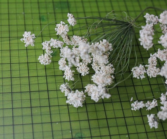 ホワイトレースフラワーの Dry Flower（5本組）