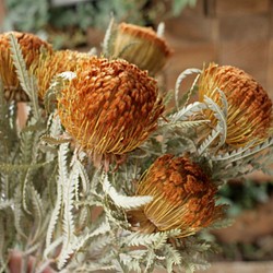 ドライアンドラ フォルモーサの Dry Flower（40cm弱：2本組） その他
