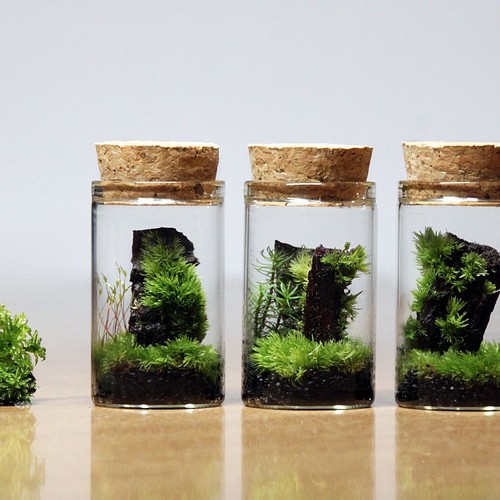 苔のミニミニテラリウム 苔付き木の皮 フラワー リース Mofumofu Moss 通販 Creema クリーマ ハンドメイド 手作り クラフト作品の販売サイト