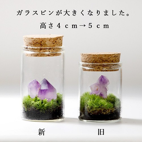 苔のミニミニテラリウム*鉱物と苔 テラリウム mofumofu-moss 通販