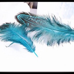 「羽 小鳥」フェザー 10本セット 4～8cm  金具付き 湖ブルー YM06 1枚目の画像