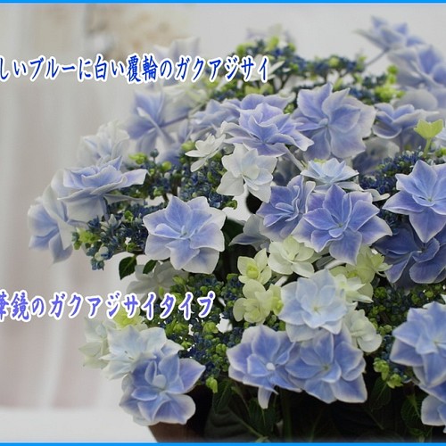 あじさいさん専用 Www Floridaconstructionlegalupdates Com