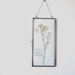 植物標本 ■ 押し花の壁掛けフレーム  縦長サイズ ■ かすみ草　プチパール 1枚目の画像