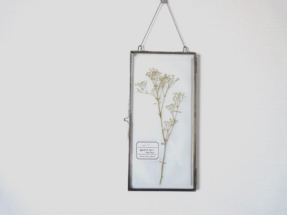 植物標本 ■ 押し花の壁掛けフレーム  縦長サイズ ■ かすみ草　プチパール 1枚目の画像