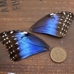 モルフォ蝶の羽　B品  (A2) 1枚目の画像