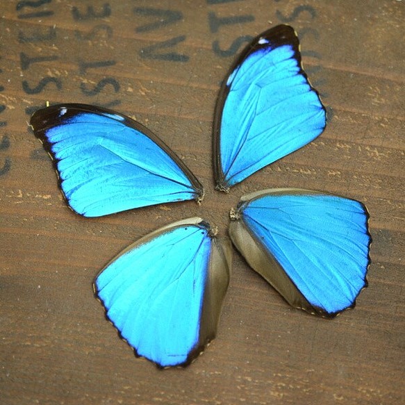 モルフォ蝶の羽 - 額縁
