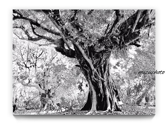 Gajumaru樹[單色版]〜您房間的沖繩風光〜 第1張的照片