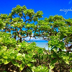 世界上最幸福的地方〜將沖繩的風景帶到您的房間〜 第1張的照片