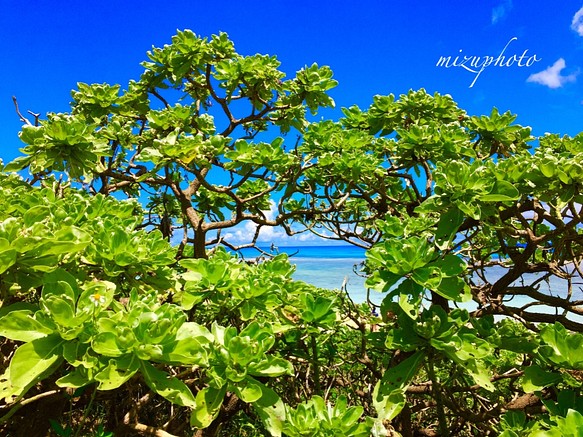 世界上最幸福的地方〜將沖繩的風景帶到您的房間〜 第1張的照片