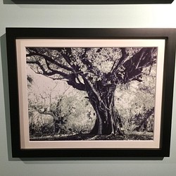 一点限り！写真展での展示品『ガジュマルの木』【写真＋マットとフレーム付き】 1枚目の画像