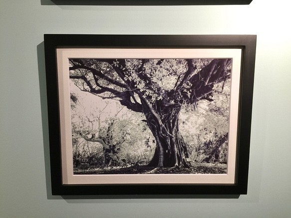 只有一點！參展圖片展覽“Gazumar Tree”[照片+帶墊和框架] 第1張的照片