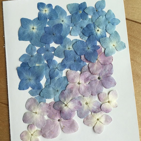 押し花 アジサイ 2色自然の青と紫 その他素材 押し花工房 Juju 通販 Creema クリーマ ハンドメイド 手作り クラフト作品の販売サイト