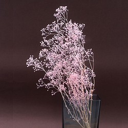 かすみ草4.5g程度（ピンク）　プリザーブドフラワー 1枚目の画像