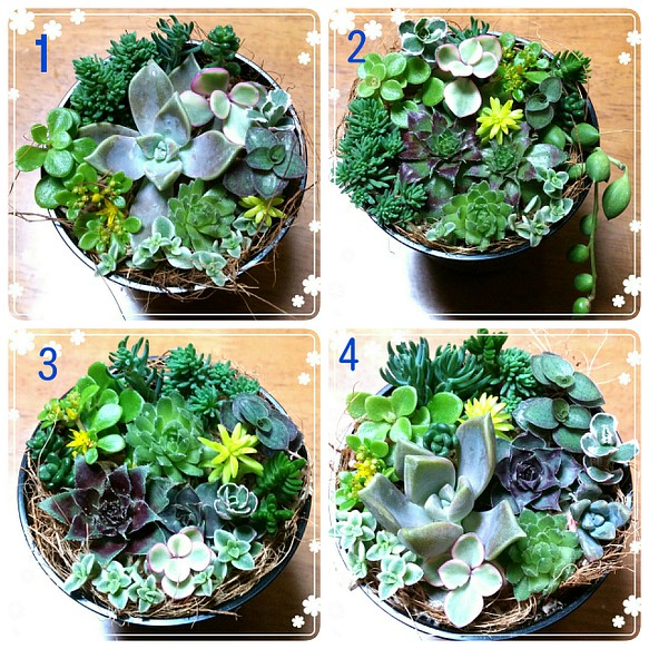 このまま飾れる(^o^)v多肉植物➕セダム➕センベルビゥムの寄せ植え