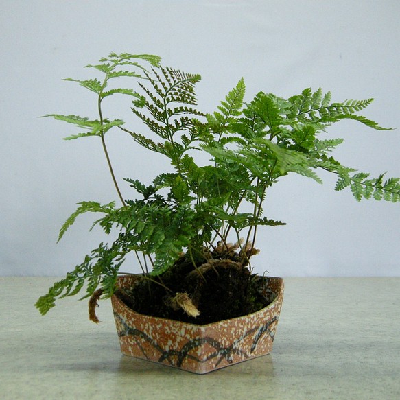 Engei Ichioki 和風観葉植物 陶器鉢02 35 Off 和の雰囲気の人気観葉です トキワシノブ