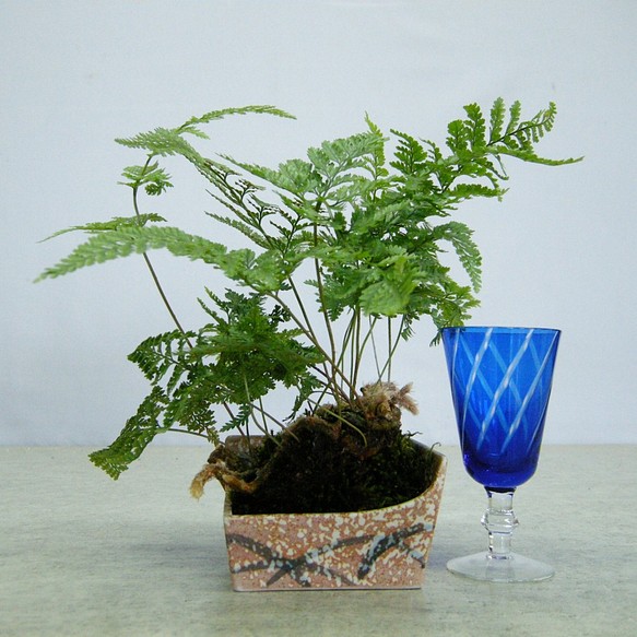 Engei Ichioki 和風観葉植物 陶器鉢02 35 Off 和の雰囲気の人気観葉です トキワシノブ