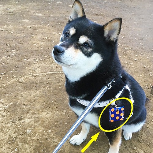 本革 ポルカドット 犬の鑑札入れ タグカバー スクエア メタリックブルー オレンジ 狂犬病 ドッグタグ 手縫い リード 首輪 わんこと暮らし 通販 Creema クリーマ ハンドメイド 手作り クラフト作品の販売サイト