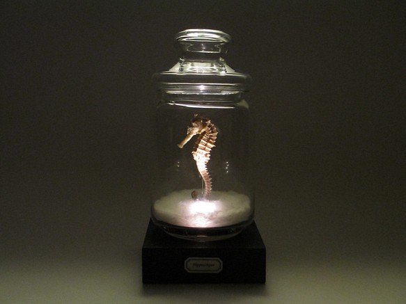 タツノオトシゴ 乾燥標本 LEDランプ ライト B003 1枚目の画像