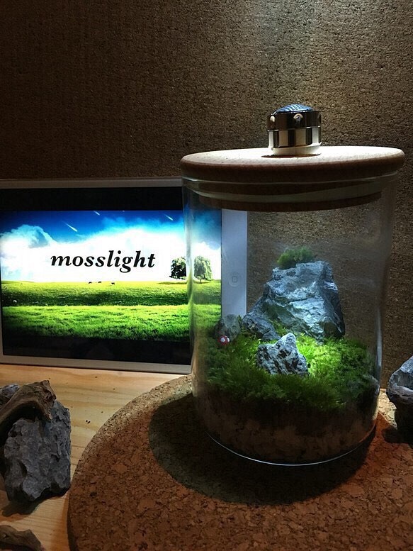 mosslight 草原の安息地 テラリウムライト 1枚目の画像