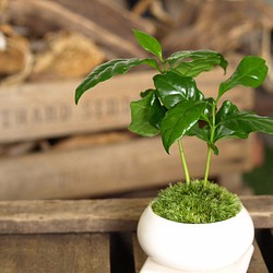 手のひらサイズのミニ盆栽【コーヒーの木】 1枚目の画像